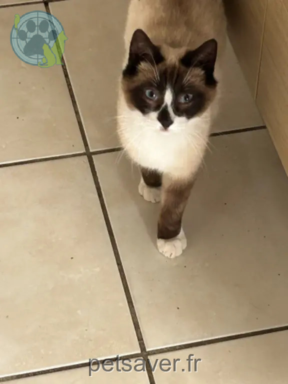 Chat Perdu 41 Loir-et-Cher Chat Perdu 41 Loir-et-Cher
