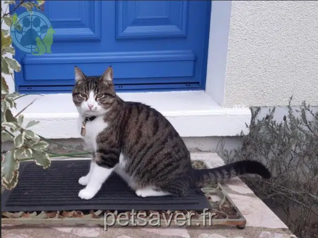 chat lost   41120 Candé-sur-Beuvron Grisou