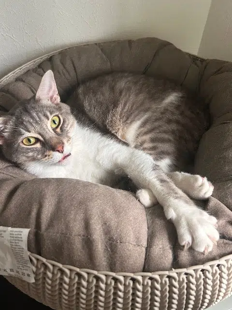 chat lost   41170 Mondoubleau Gus