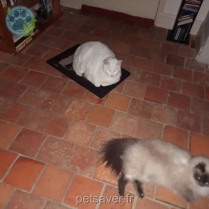 Chat Perdu 41 Loir-et-Cher - Héliot Chat Perdu 41 Loir-et-Cher - Héliot