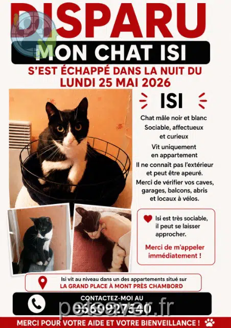 gato lost   41250 Mont-près-Chambord Isi