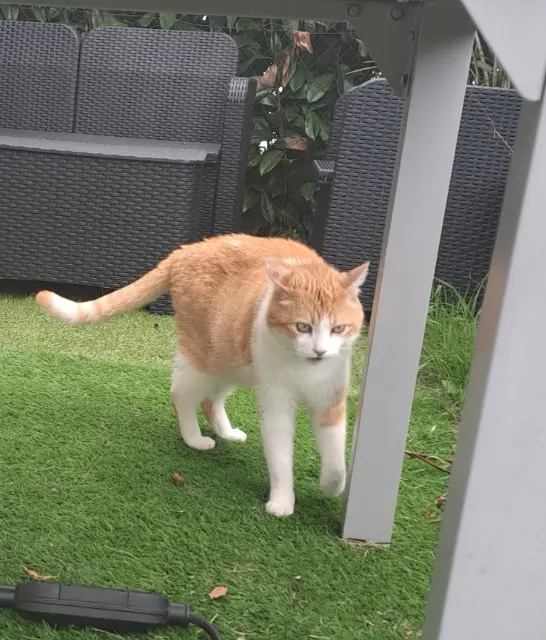 chat lost   41220 Saint-Laurent-Nouan Jimmy