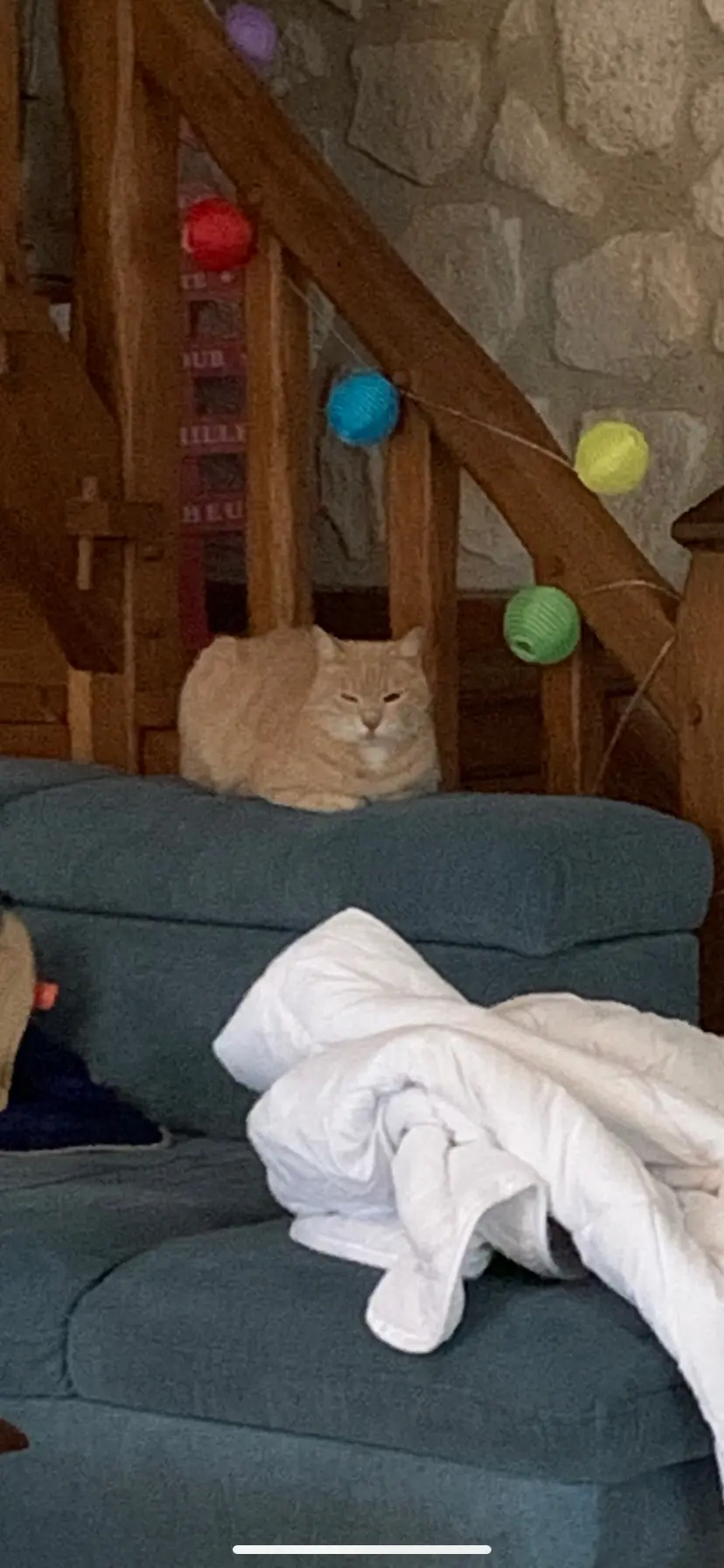 Chat Perdu 41 Loir-et-Cher - Koshka Chat Perdu 41 Loir-et-Cher - Koshka