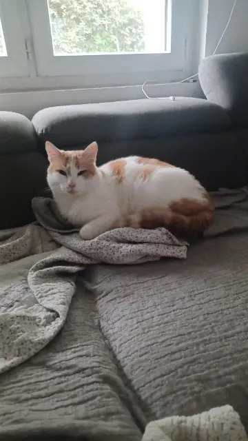 chat lost    Le Controis-en-Sologne LULU