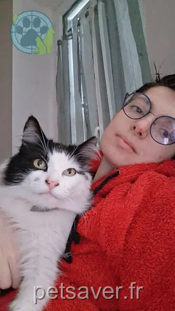 cat lost    Le Controis-en-Sologne Poupette