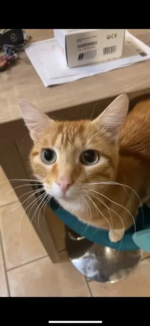 chat lost   41270 Chauvigny-du-Perche Loki