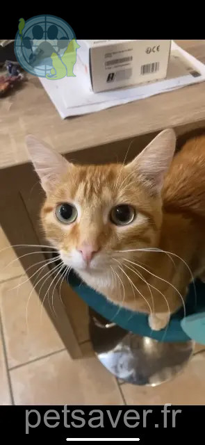 cat lost 41270 Chauvigny-du-Perche Loki cat lost 41270 Chauvigny-du-Perche Loki