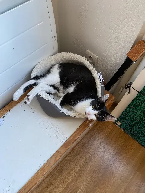 chat lost   41000 Blois Lutier