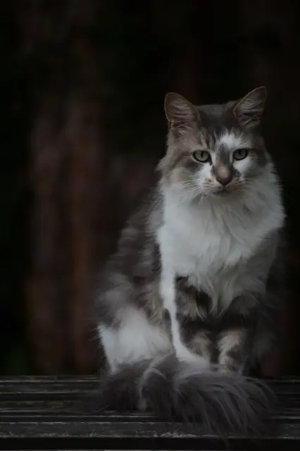 chat lost   41000 Blois Marcel