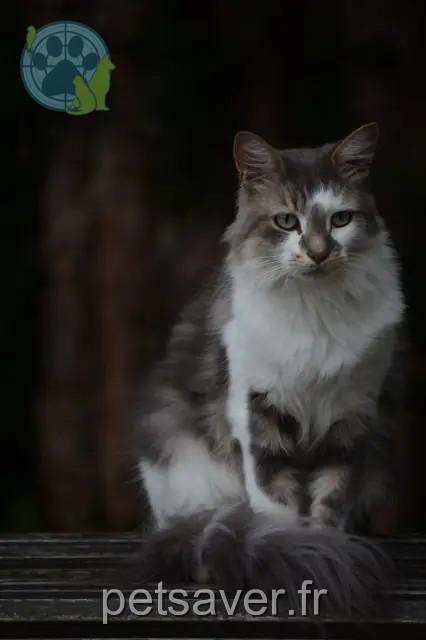 gatto perso 41000 Blois Marcel gatto lost 41000 Blois Marcel
