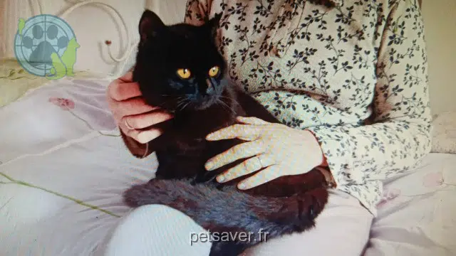chat lost   41260 La Chaussée-Saint-Victor Marco