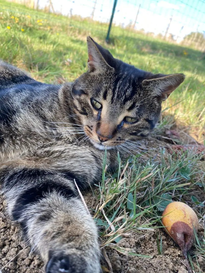 Chat Perdu 41 Loir-et-Cher - Mia Chat Perdu 41 Loir-et-Cher - Mia