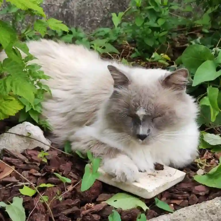 Chat Perdu 41 Loir-et-Cher - Michoko