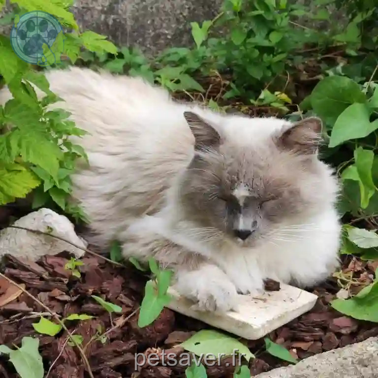 Chat Perdu 41 Loir-et-Cher - Michoko Chat Perdu 41 Loir-et-Cher - Michoko