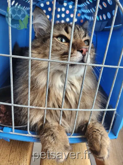 chat lost   41370 Lorges Minou