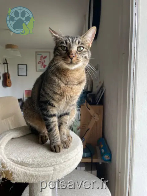 Kater vermisst 41100 Naveil Moka Kater lost 41100 Naveil Moka