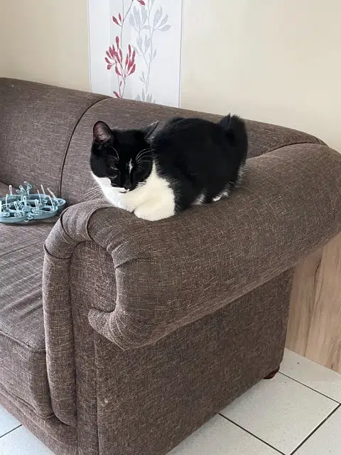 chat lost   41120 Chailles Neptune