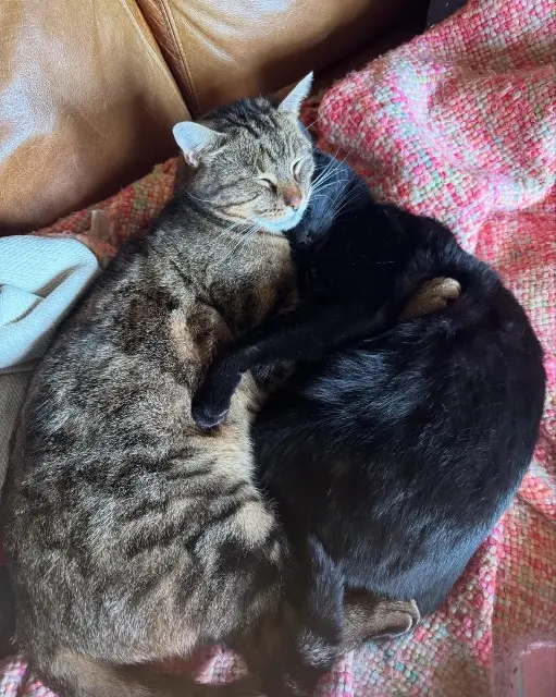 chat lost   41700 Cour-Cheverny Olaf