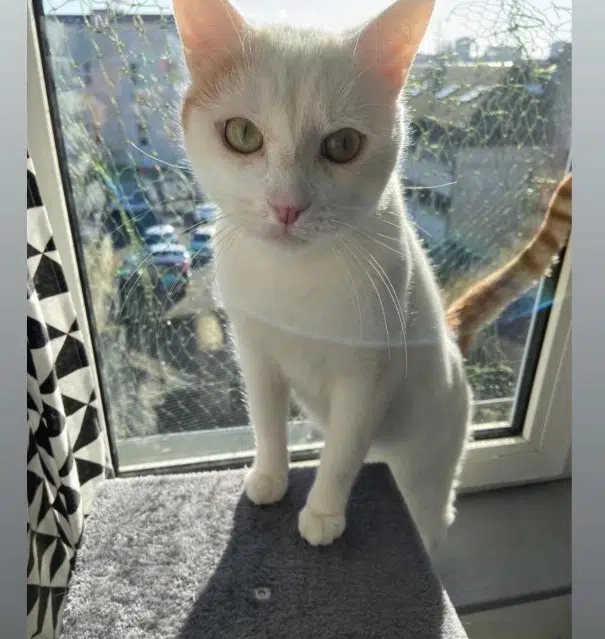 chat lost   41000 Blois Pistache