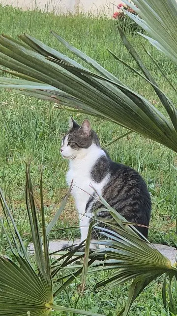 chat lost   41210 La Marolle-en-Sologne Ramsès