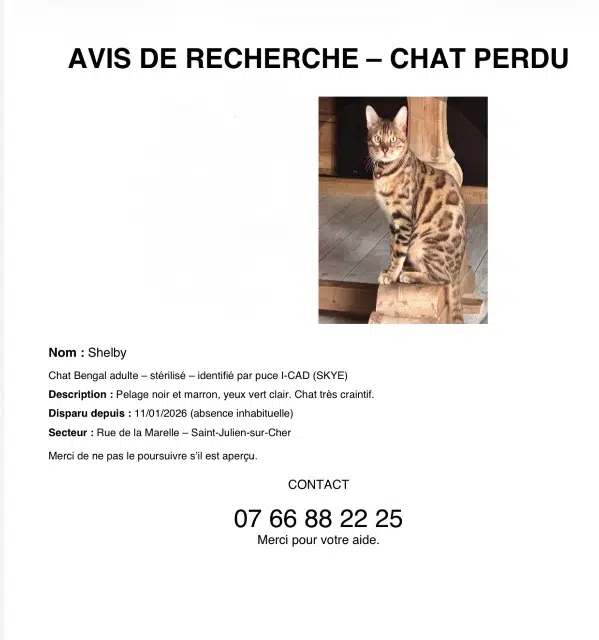 chat lost   41320 Saint-Julien-sur-Cher Shelby