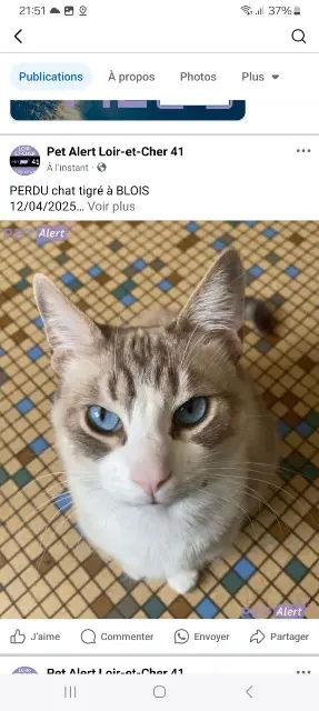 chat lost   41000 Blois Simba