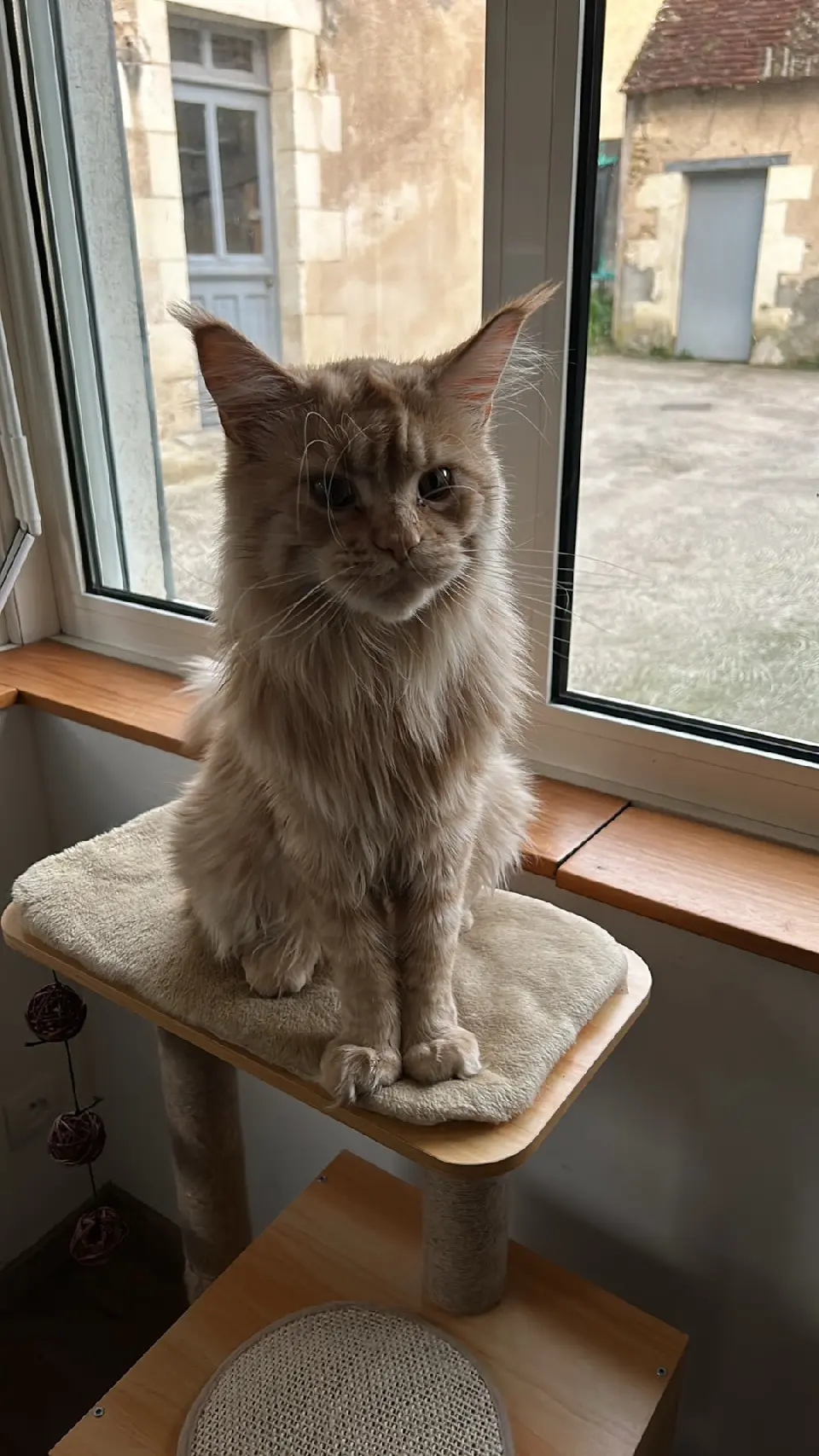 Chat Perdu 41 Loir-et-Cher - Tiboo Chat Perdu 41 Loir-et-Cher - Tiboo