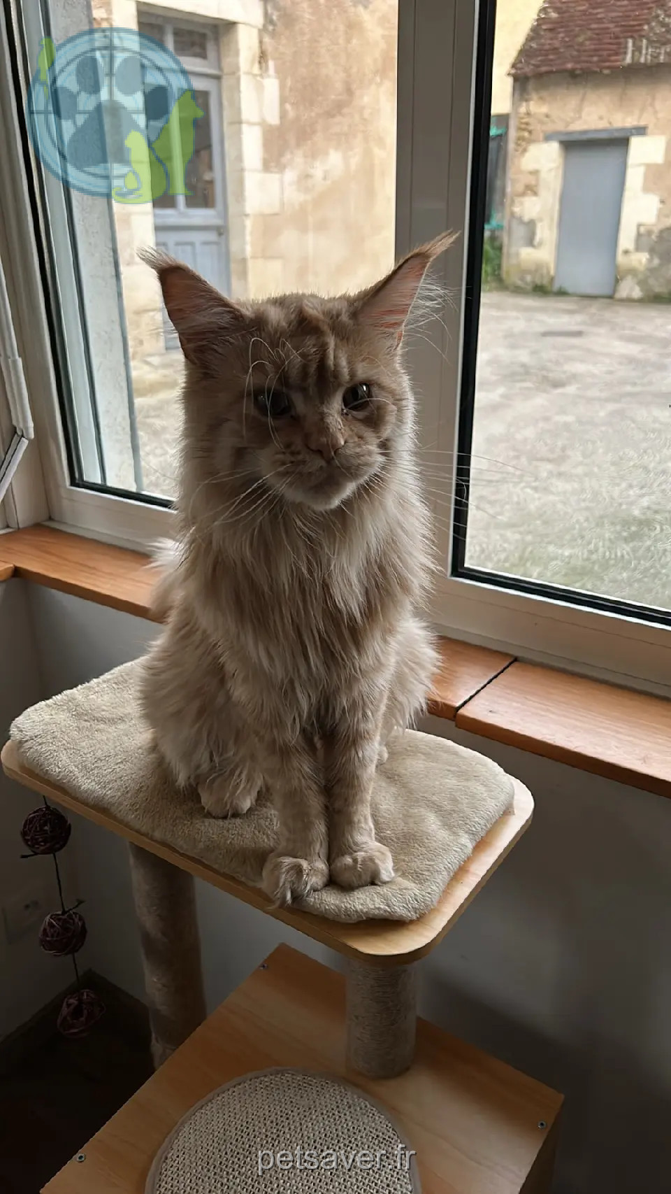 Chat Perdu 41 Loir-et-Cher - Tiboo Chat Perdu 41 Loir-et-Cher - Tiboo