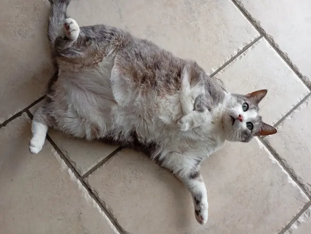 chat lost   41500 Mer Timon