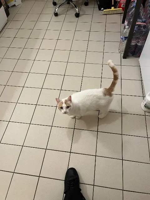 chat lost   41110 Seigy Titi