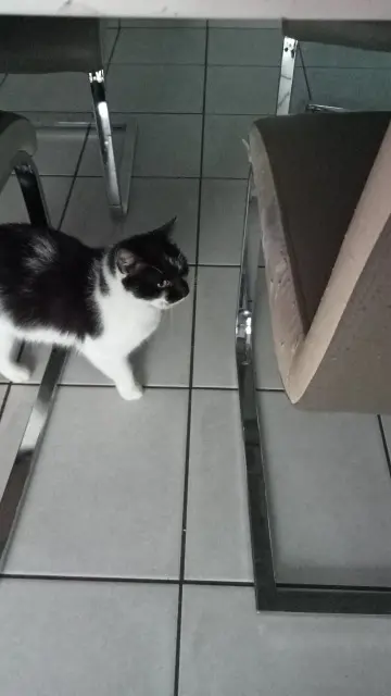 chat lost   41120 Chailles Titus