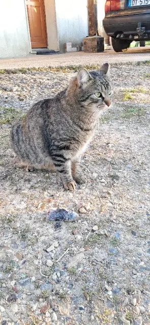 chat lost   41800 Saint-Rimay Toblérôe