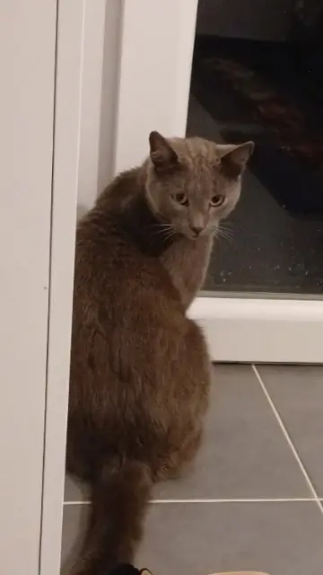 chat lost   41250 Mont-près-Chambord Twix