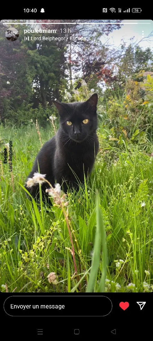 Chat Perdu 41 Loir-et-Cher Chat Perdu 41 Loir-et-Cher