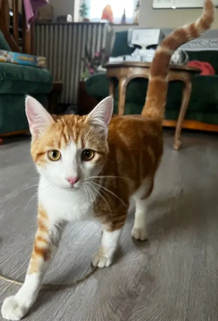 chat lost   41190 Valencisse Oscar