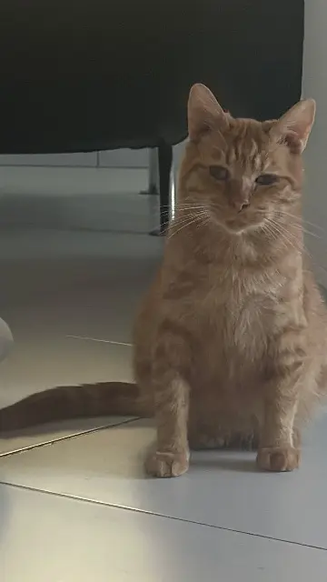 chat lost   41190 Valencisse Roady