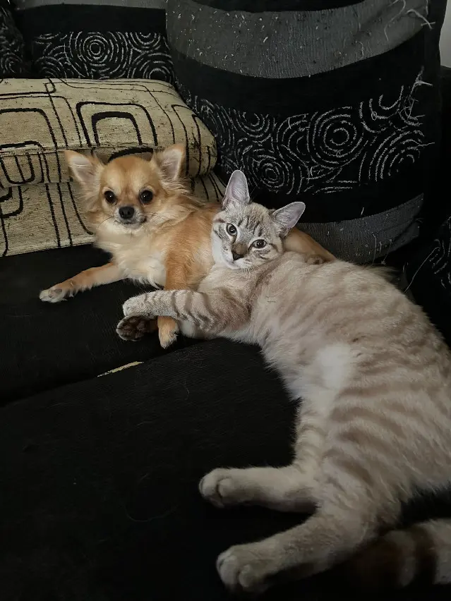 Chat Perdu 41 Loir-et-Cher - Vivaldi Chat Perdu 41 Loir-et-Cher - Vivaldi