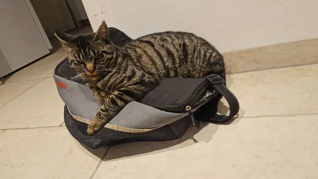 chat lost   41210 Neung-sur-Beuvron Volcan