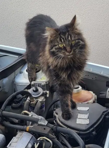 chat perdu 41500 Mer Voltaire chat lost 41500 Mer Voltaire