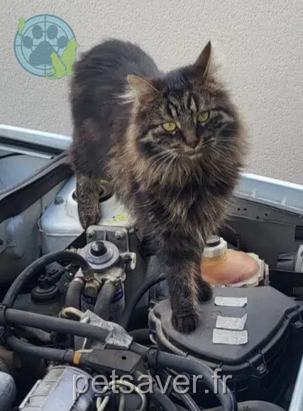 kater vermist 41500 Mer Voltaire kater lost 41500 Mer Voltaire