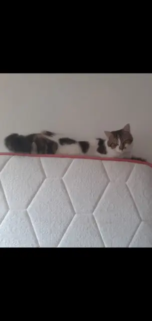 chat lost   41100 Villeromain Wizi