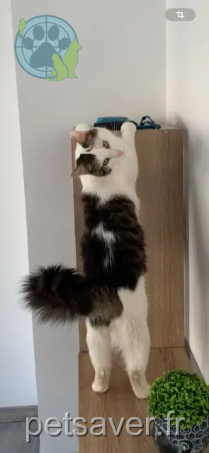 gato perdido 41000 Blois Yumi gato lost 41000 Blois Yumi