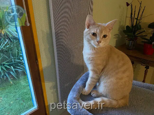 kater lost   41320 La Chapelle-Montmartin Zadig