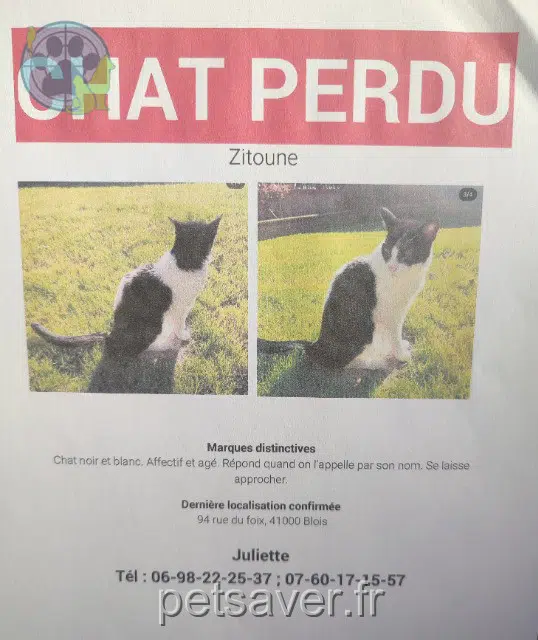 cat lost   41000 Blois Zitoun