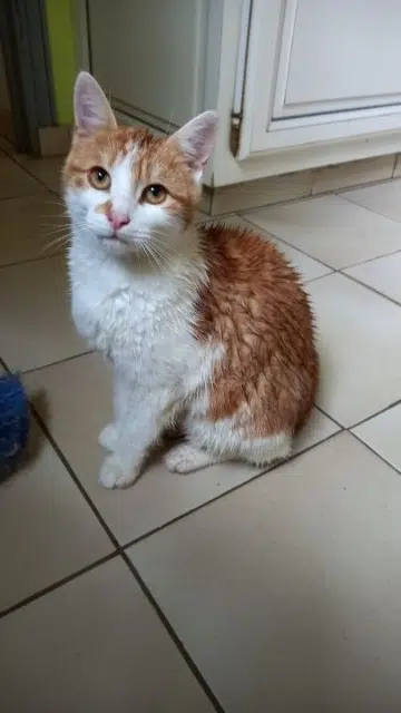 chat lost   41360 Savigny-sur-Braye Zola