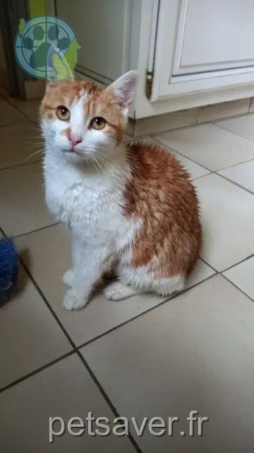 gato perdido 41360 Savigny-sur-Braye Zola gato lost 41360 Savigny-sur-Braye Zola