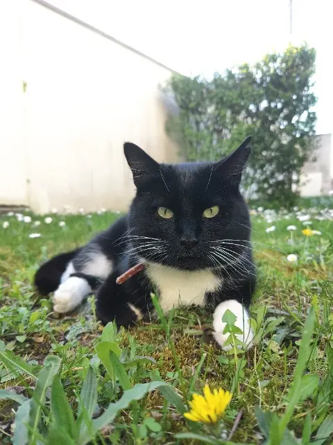 chat lost   41000 Blois Zola