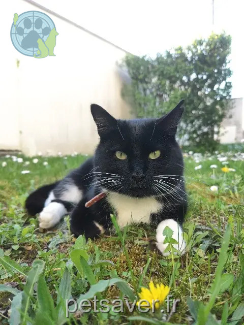 cat lost 41000 Blois Zola cat lost 41000 Blois Zola