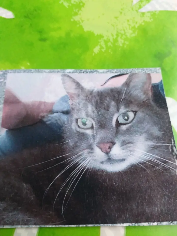 Chat Perdu 41 Loir-et-Cher Chat Perdu 41 Loir-et-Cher