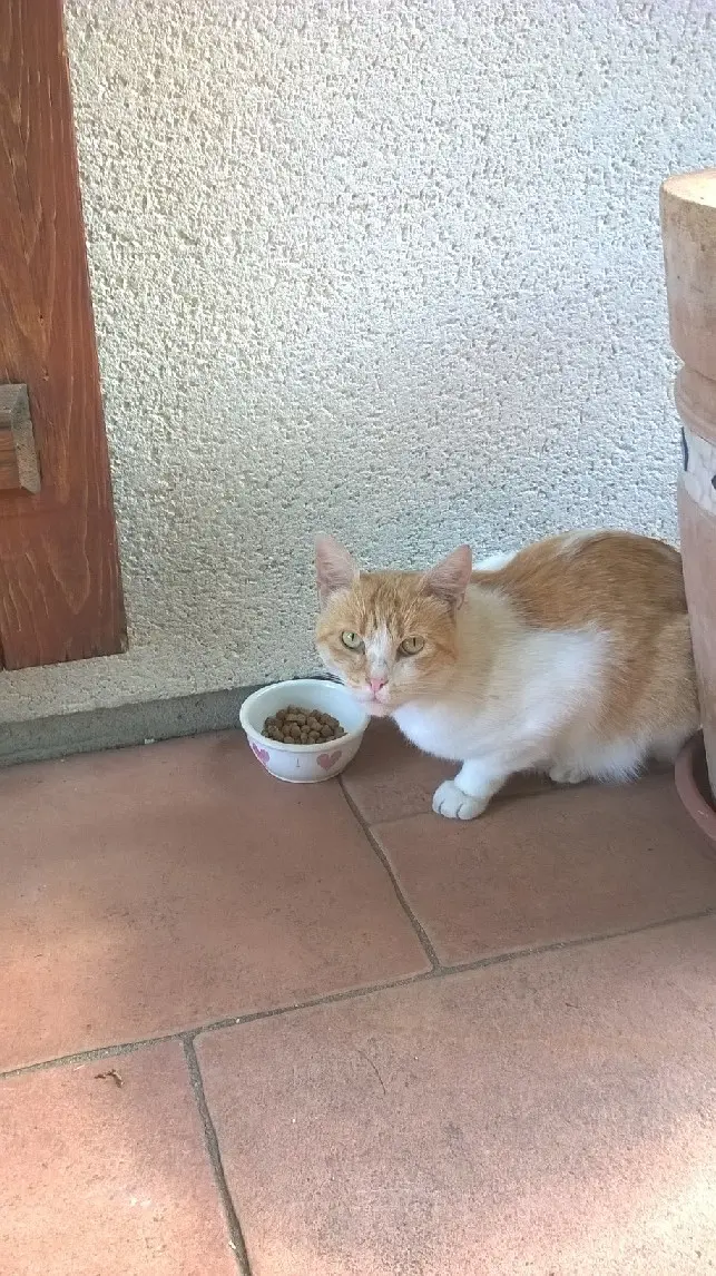 Chat Perdu 41 Loir-et-Cher Chat Perdu 41 Loir-et-Cher